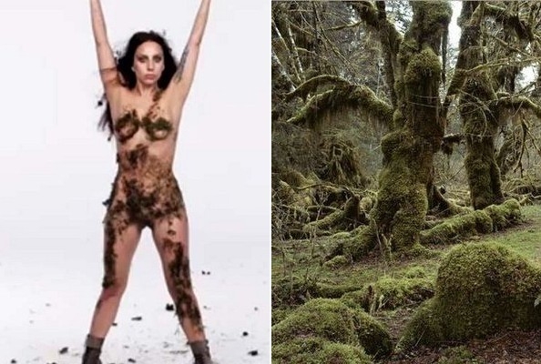 
	
	Rêu cũng là một trong những nguồn cảm hứng của Gaga.